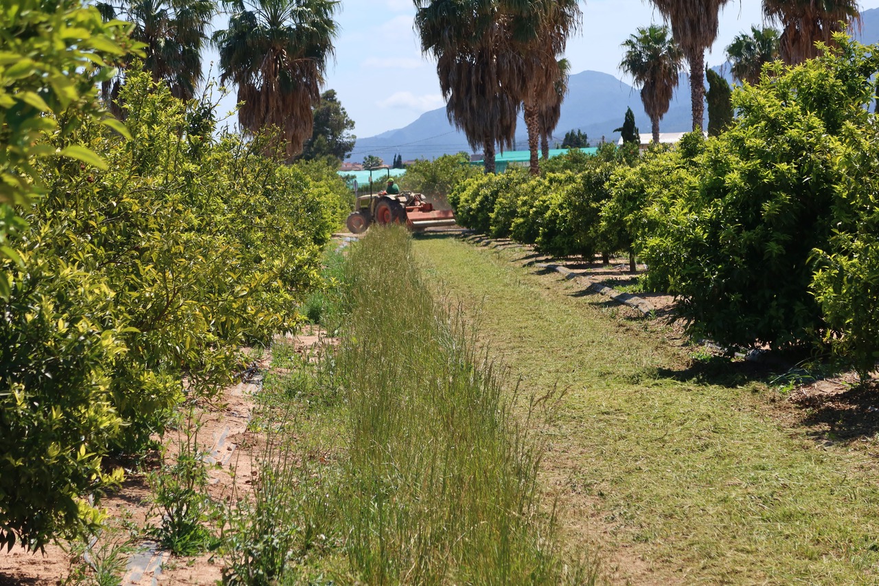 jornada cubierta vegetales citricos valencia|FOTO 1 CUBIERTAS EN CÍTRICOS|FOTO 3 CUBIERTAS EN CÍTRICOS|FOTO 4.- Cubierta de graminias en cítricos|FOTO 2.- Más de 100 profesionales asistieron al la Jornada de CAmpo|FOTO 3.- Una de las estaciones temát